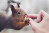 Фотограф, который дружит с дикими животными
