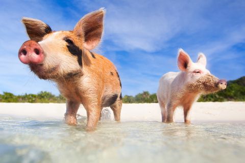 Райская жизнь свиней на Багамских островах
