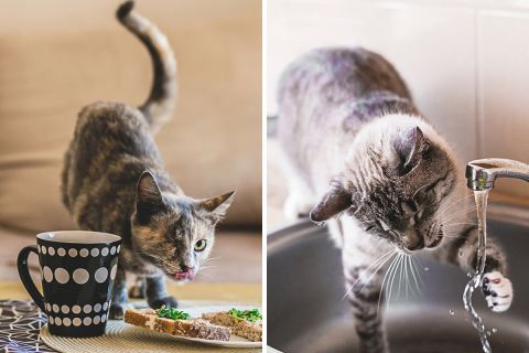 «Всё ещё кошка» — фотографии кошек, переживших травму
