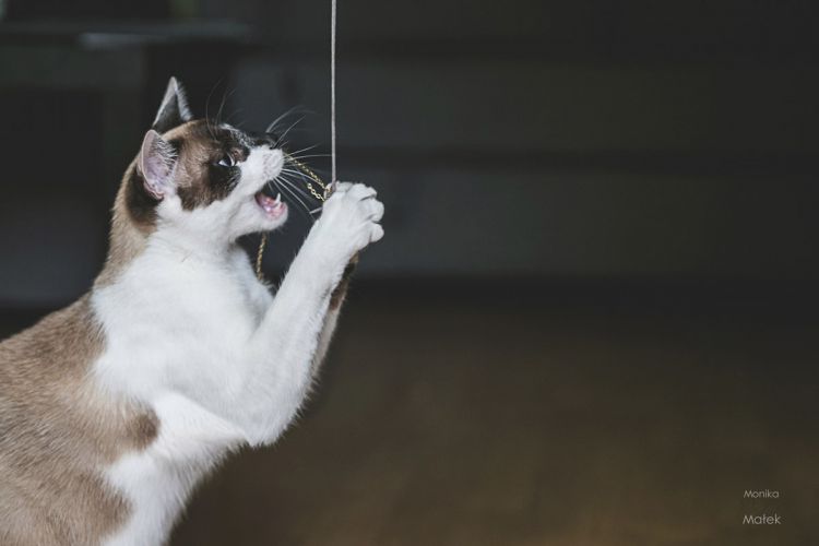 «Всё ещё кошка» — фотографии кошек, переживших травму