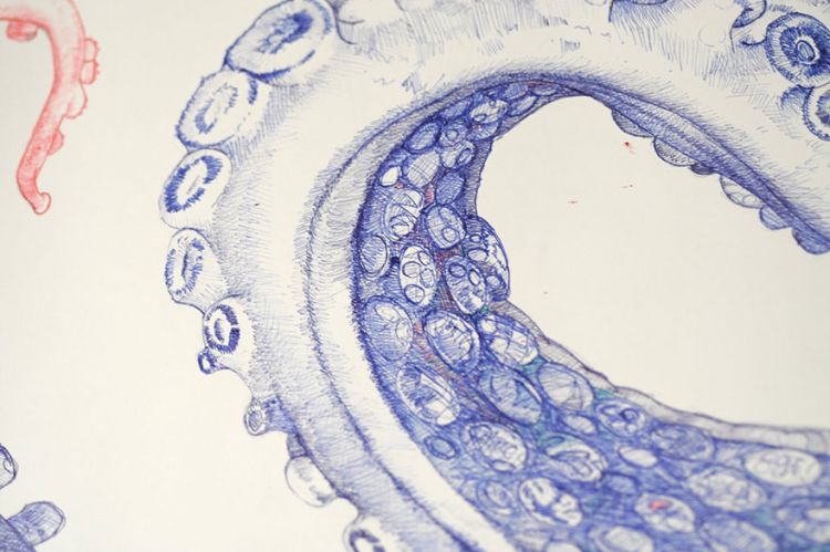 Гигантский осьминог, нарисованный шариковыми ручками