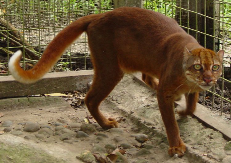 rare wild cats bay cat (catopuma badia)