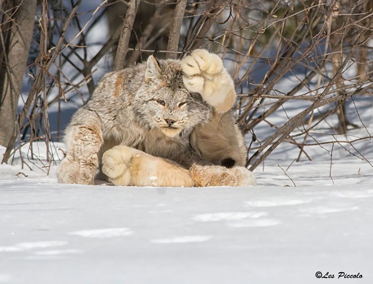 20 редких диких кошек