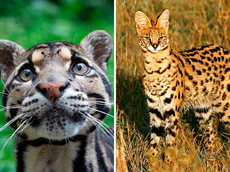 20 редких диких кошек
