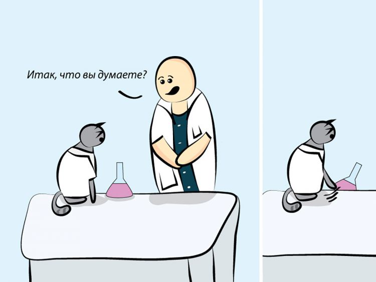 Почему кошки не занимаются наукой