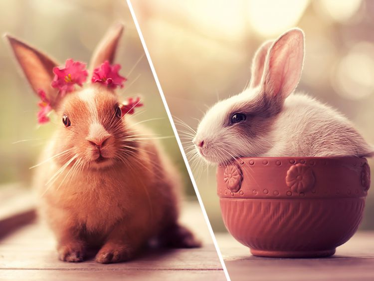 Кролики — любимые модели фотографа