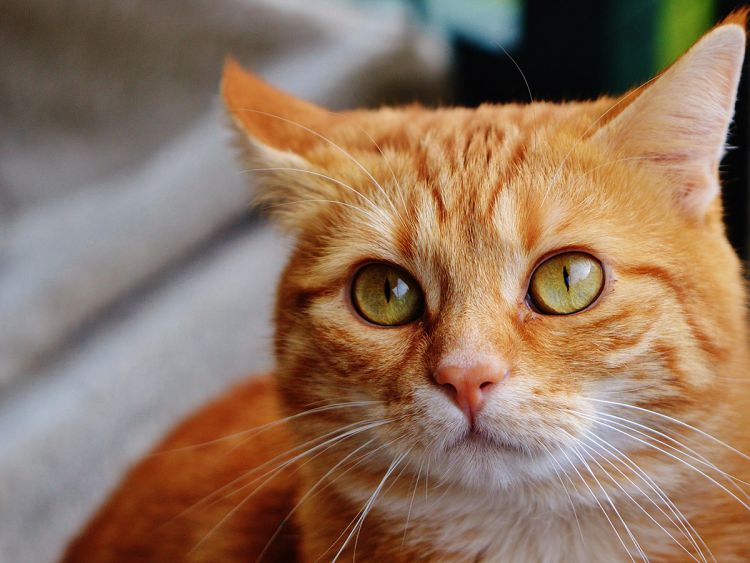 «Погладь кота!»