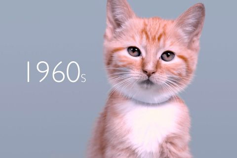 Эволюция кошачьей красоты за 100 лет