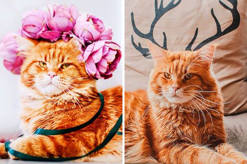 Величественный Котриарх, или просто Котлета